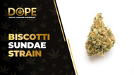 Biscotti Sundae Strain: Flavor, Effects & Genetics