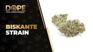 Biskante Strain Review: Citrus Flavour & Uplifting Effects