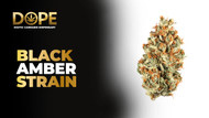 Black Amber Strain Review | Effects, Flavor & Growing Guide