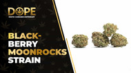 Black-Berry MoonRocks Strain: Flavour, Effects & Genetics