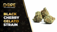 Black Cherry Gelato Strain: Flavor, Effects & THC