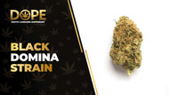 Black Domina Strain: Effects, Flavor & THCA Flower