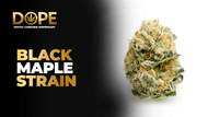 Black Maple Strain Review | Flavor, Effects & Grow Guide