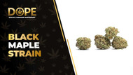 Black Maple Strain: Flavor, Effects, Genetics & THCA Flower