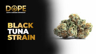 Black Tuna Strain Review | Effects, Flavor & Grow Guide