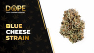 Blue Cheese Strain: Flavor, Effects & THCA Flower