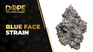Blue Face Strain Review: Berry Flavour & Potent Effects