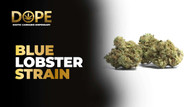 Blue Lobster Strain Review | Berry Flavor & Effects