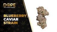 Blueberry Caviar Strain: Flavor, Effects & Genetics