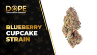 Blueberry Cupcake Strain: Flavor, Effects & Genetics