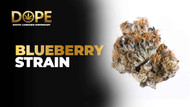Blueberry Strain 2025: Taste, Effects & Grow Tips