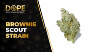 Brownie Scout Strain: Chocolate Flavor, Effects & Genetics
