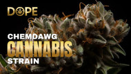 Chemdawg Cannabis Strain: Effects, THC Levels, and Reviews