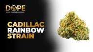 Cadillac Rainbow Strain Review | Effects, Flavor & Grow
