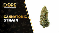 Cannatonic Strain Review: Calm CBD Hybrid Effects