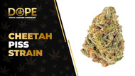 Cheetah Piss Strain Review: Flavor, Effects & Potency