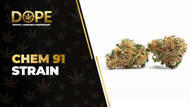 Chem 91 Strain Review: Effects, Flavor & Growing Guide