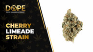 Cherry Limeade Strain: Flavor, Effects & THCA Flower