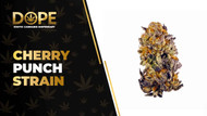 Cherry Punch Strain Review: Sweet Cherry Flavour & Effects