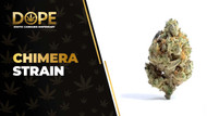 Chimera Strain Review: Flavor, Effects & THC Potency