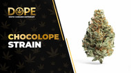 Chocolope Strain Review: Chocolate Flavor & Energy