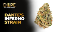 Dante’s Inferno Strain Info and Review | Dope THC