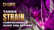 Tangie Strain: Comprehensive Guide and Reviews