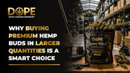 Why Buying Premium Hemp Buds in Larger Quantities Is a Smart Choice