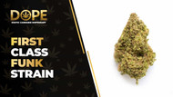 First Class Funk Strain Review: Effects, Flavor & THC