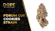 Forum Cut Cookies Strain Review: Flavor, Effects & THC