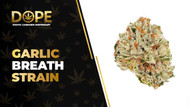 Garlic Breath Strain Review: Flavor, Effects & THC Guide