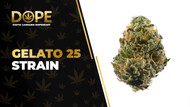 Gelato 25 Strain Review: Flavor, Effects & THC Guide