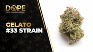 Gelato #33 Strain Review: Flavor, Effects & Potency