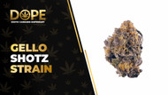 Gello Shotz Strain: Flavor, Effects & Hybrid Genetics