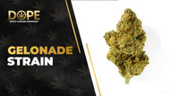 Gelonade Strain Review: Citrus Flavor & Uplifting High