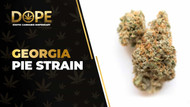 Georgia Pie Strain Review: Flavor, Effects & THC Guide