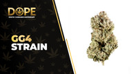 GG4 Strain: THCA Powerful Flower with Infamous Effects.