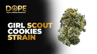 Girl Scout Cookies Strain: Effects, Flavor & Growing Guide