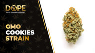 GMO Cookies Strain Review: Flavor, Effects & THC Guide