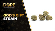 God's Gift Strain: Flavor, Effects, Genetics & THCA