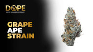 Grape Ape Strain 2025: Effects, Flavor & Growing Guide