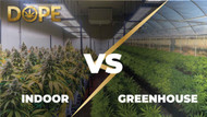 Greenhouse vs Indoor Weed - How To Spot The Difference