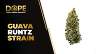 Guava Runtz Strain Review | Tropical Flavor & Effects