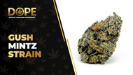 Gush Mintz Strain Review: Flavor, Effects & Growing Guide