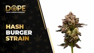 Hash Burger Strain: Flavor, Effects & Indica Genetics
