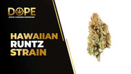 Hawaiian Runtz Strain Review | Tropical Flavor & Effects
