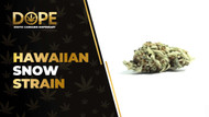 Hawaiian Snow Strain: Effects, Flavor & THCA Flower