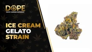 Ice Cream Gelato Strain Review: Flavor, Effects Guide