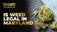 Is THCA Flower Legal in Maryland? 2025 Legal Guide by Dope