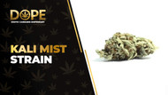 Kali Mist Strain Review: Spicy Flavour & Uplifting Effects